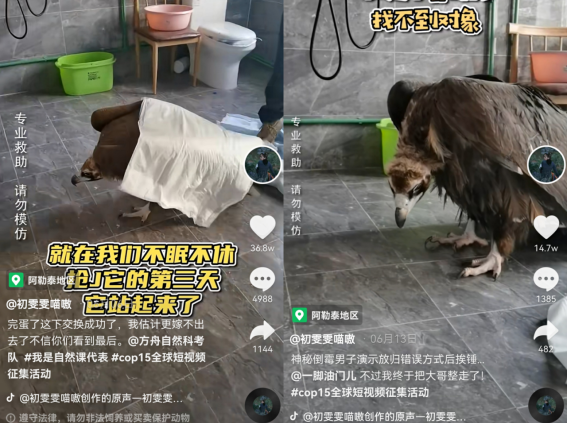 90后女博士在抖音科普野生動(dòng)物保護(hù)知識(shí)，如今站上聯(lián)合國(guó)演講臺(tái)！